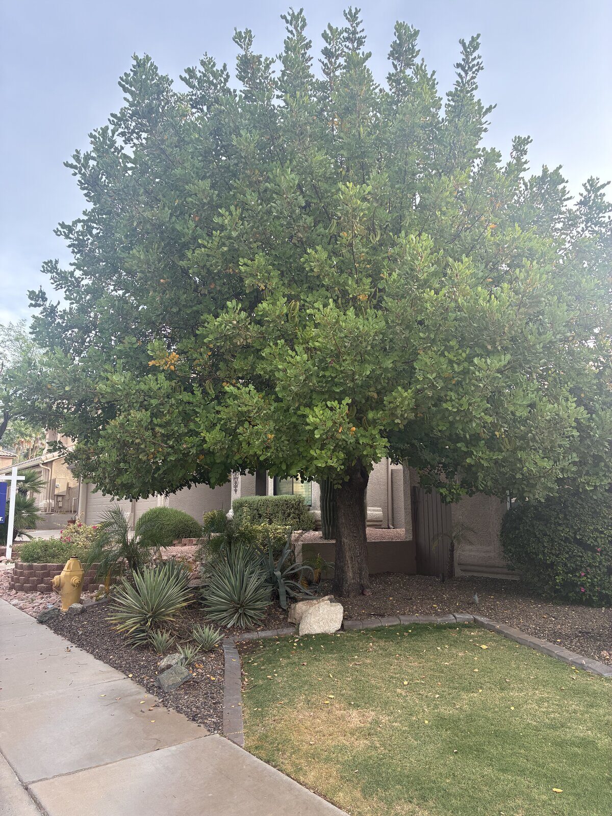 Front Yard Desert Garden