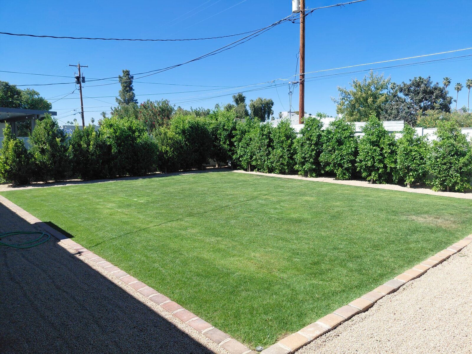 Lush Lawn & Citrus Hedge