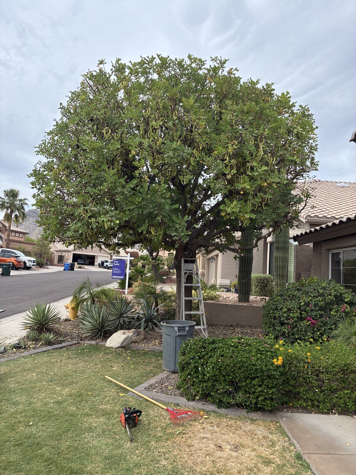Mature Tree Pruning