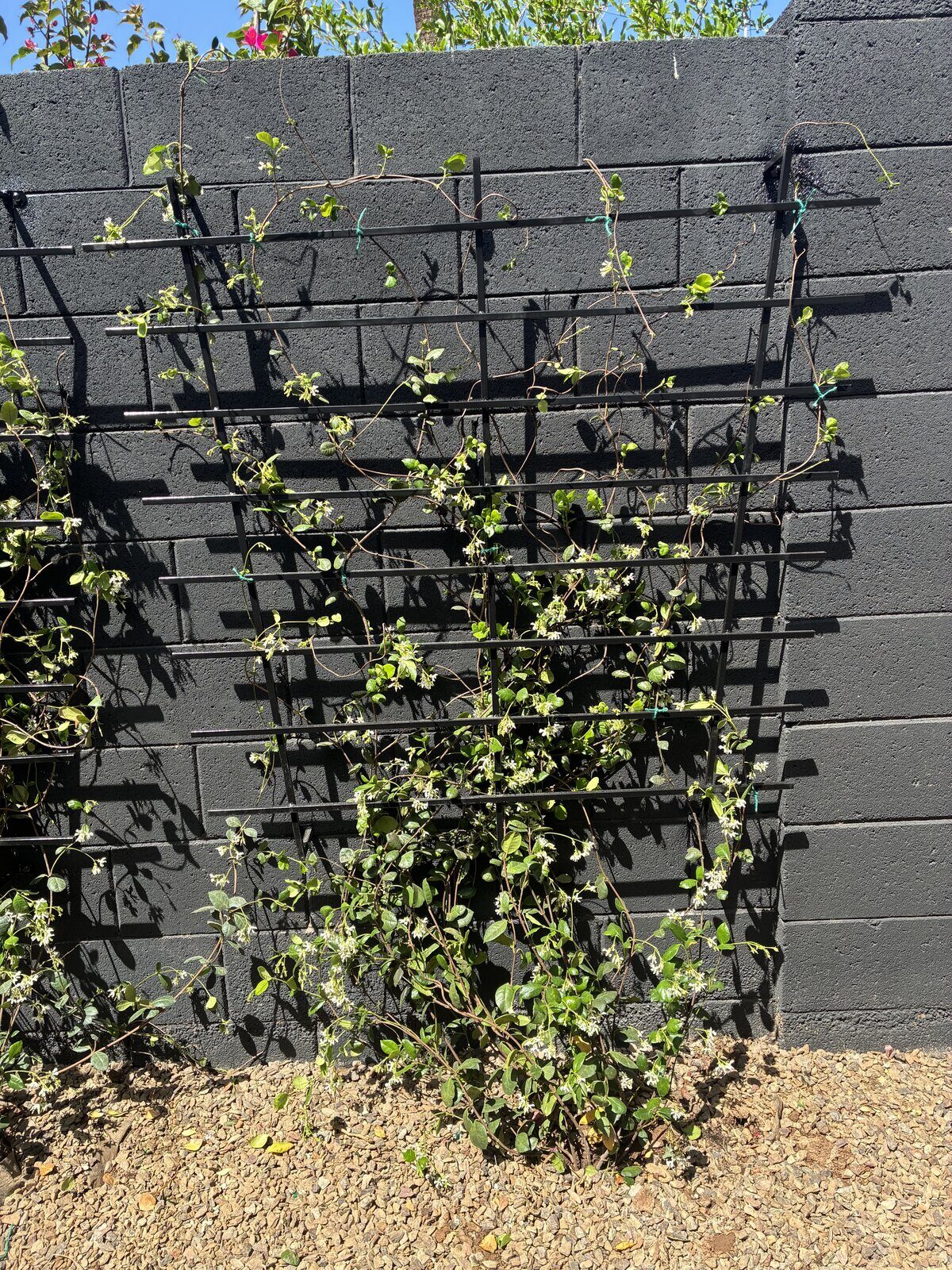 Trellis with Jasmine Vines